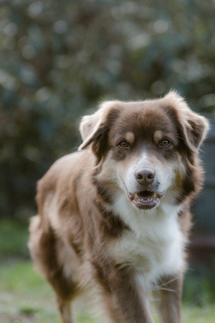 Brown Dog By The Forest 