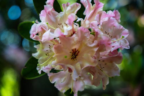 Kostnadsfri bild av blomfotografi, blomstrande blommor, botanisk trädgård
