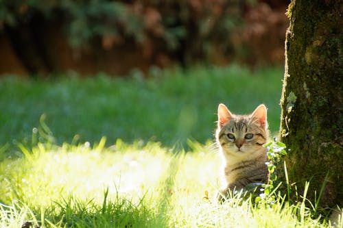 A Cat Sitting on the Grass near a Tree 