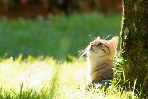 A Cat Sitting on the Grass by a Tree