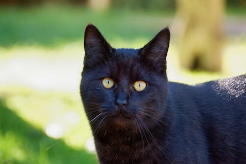 Staring Black Cat