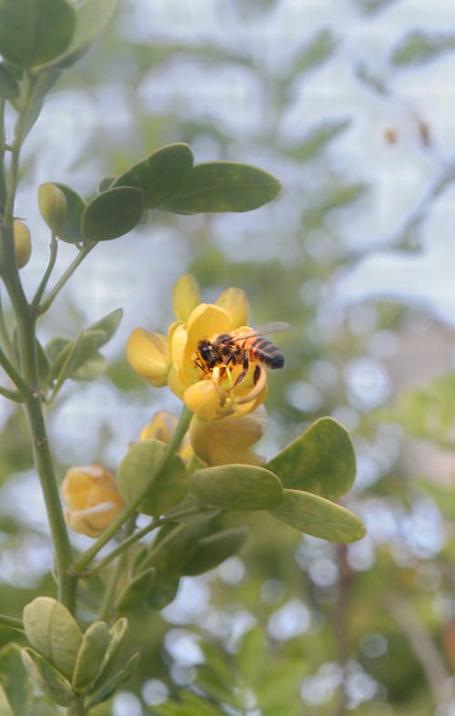 Photos gratuites de abeille, abeilles