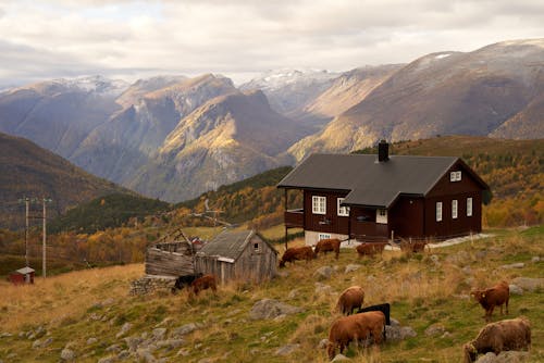 Cows graze near a modern wooden family home in Norway's Aurland highland, framed by towering mountains, capturing the tranquil essence of late autumn