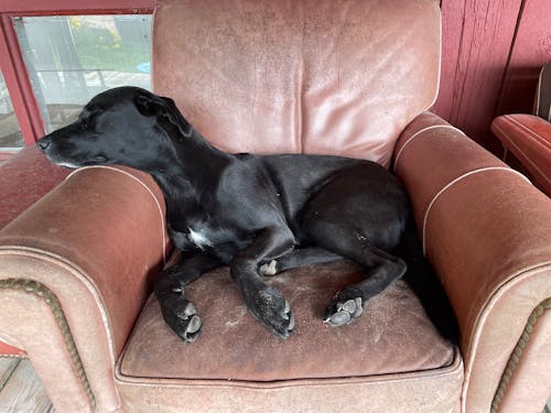 Бесплатное стоковое фото с безделье, большая собака, вздремнуть