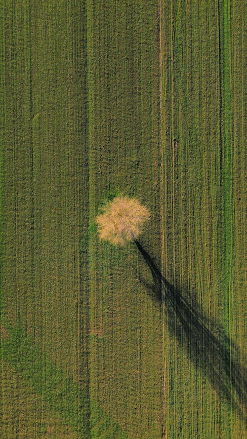 Gratis stockfoto met alleen, boerderij, boom