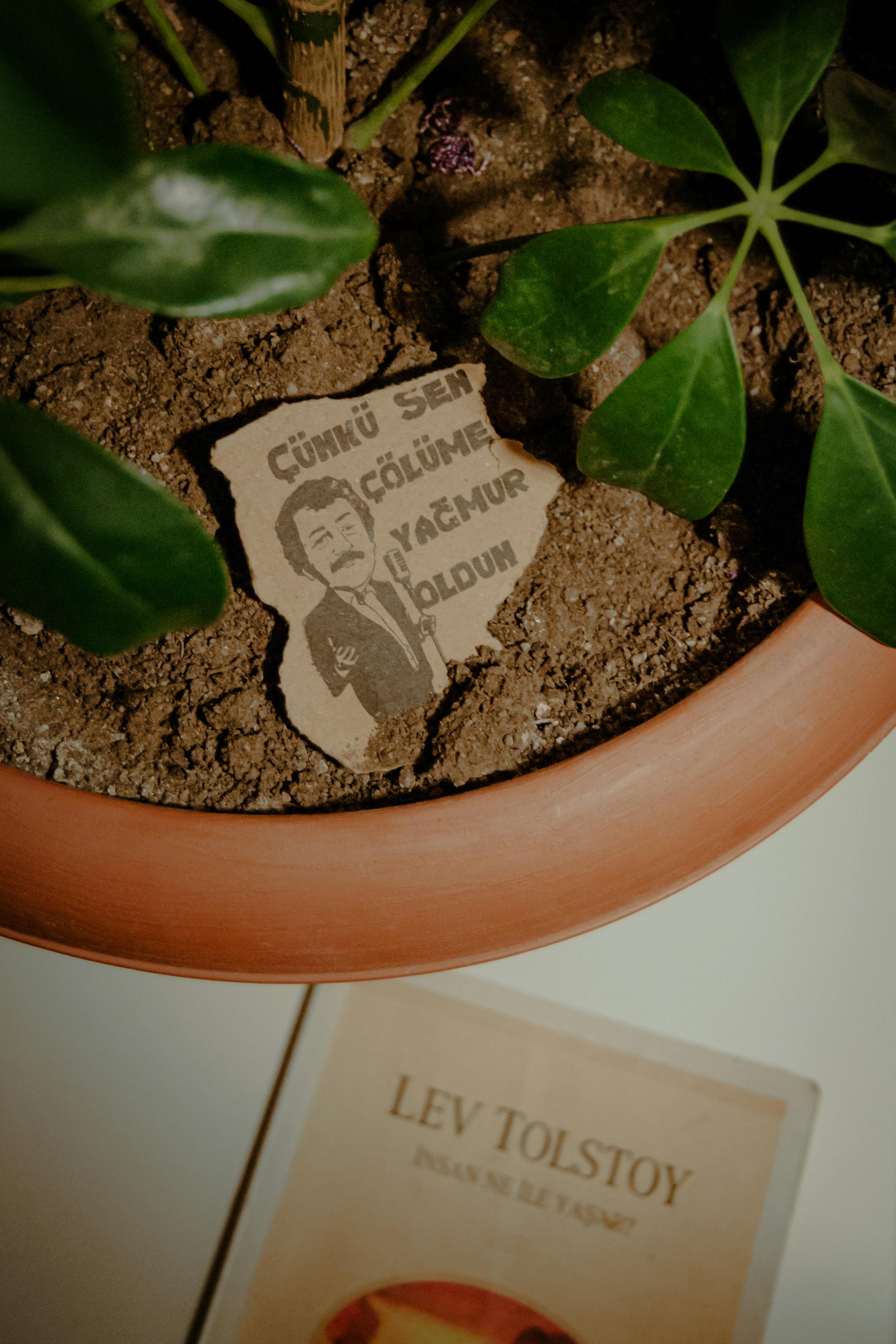 Dwarf umbrella tree in pot with Lev Tolstoy book and artistic drawing.