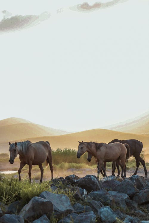 akşam karanlığı, arazi, atlar içeren Ücretsiz stok fotoğraf