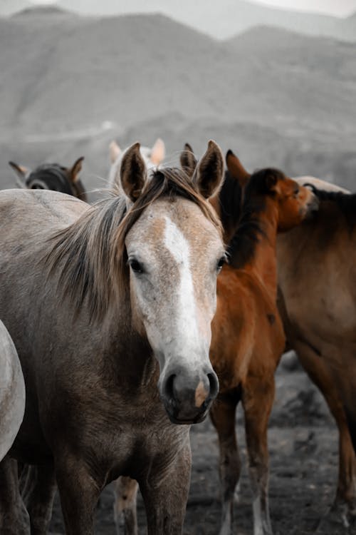 Herd of Horses on a Meadow 