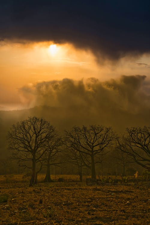 View of Leafless Trees on a Field under a Cloudy, Dramatic Sky 