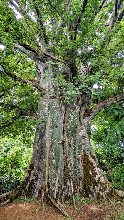 ECUADOR BOSQUES