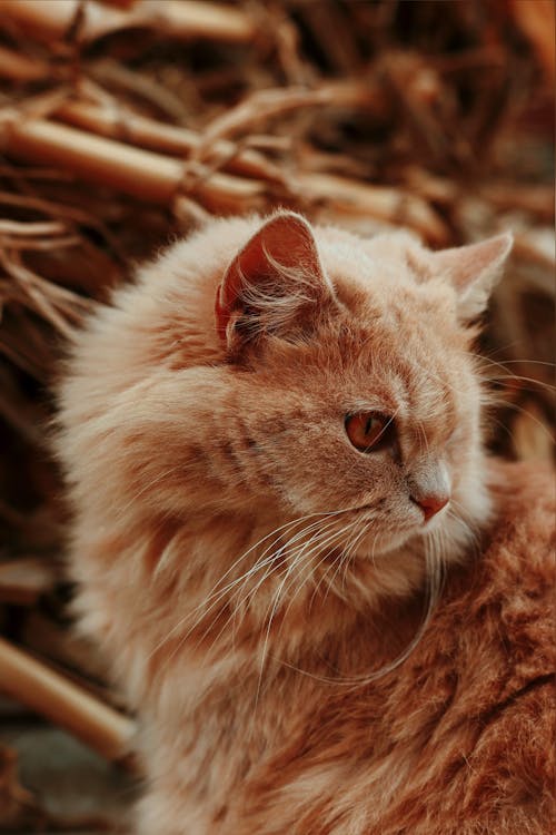 Close-up of a Furry, Ginger Cat 