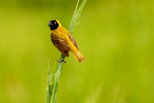 Bird Perched On Grass