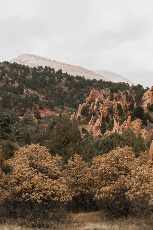 Shrubs in a Valley 