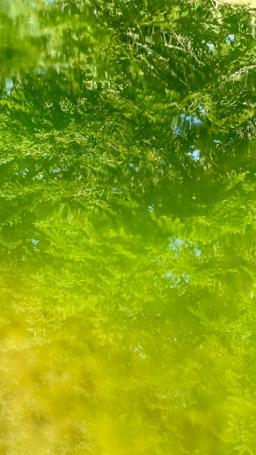 reflect trees in water 