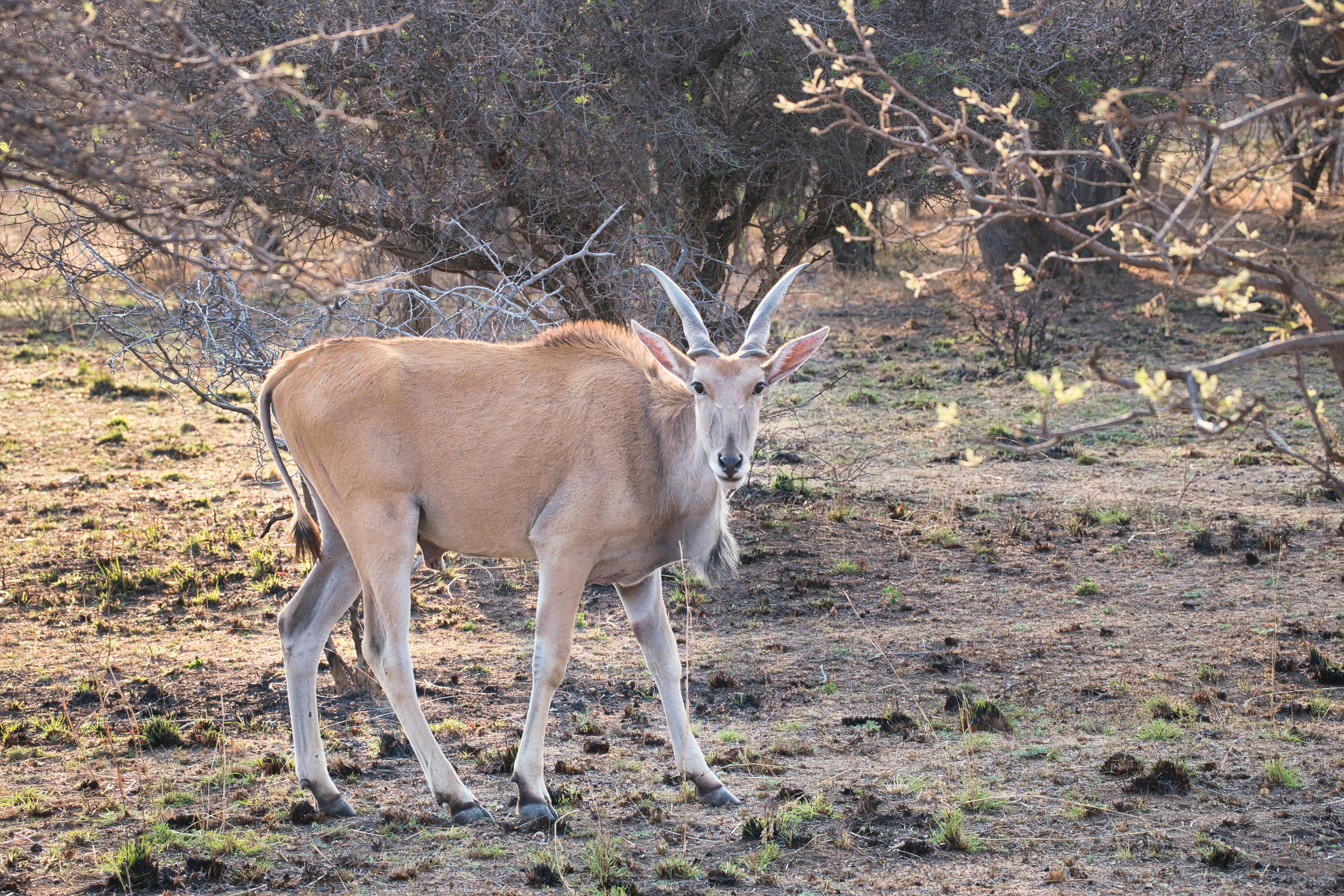 grátis Foto profissional grátis de África, animais selvagens, animal Foto profissional