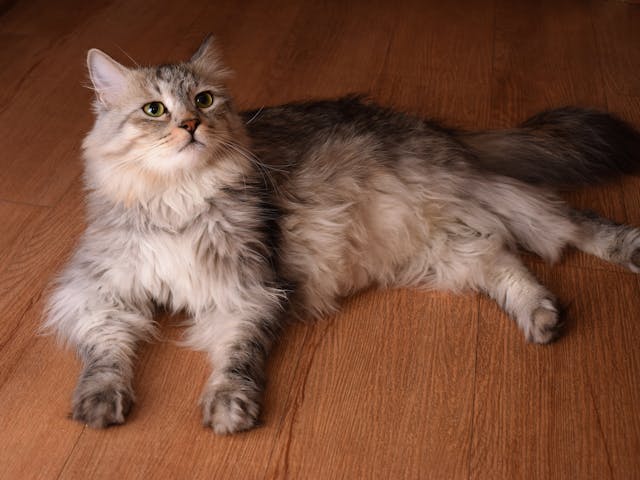 A cute Siberian cat with fluffy fur lying on a wooden floor indoors.