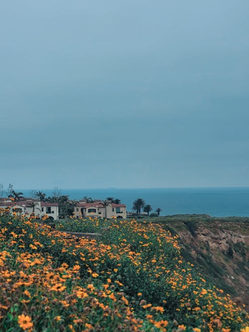 View of Flowers on a Cliff and Houses in the Background 
