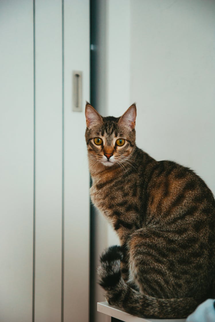 A Cat Sitting And Staring Into The Distance 