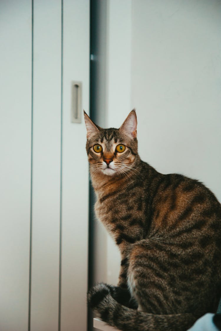 A Cat Sitting And Staring Into The Distance 