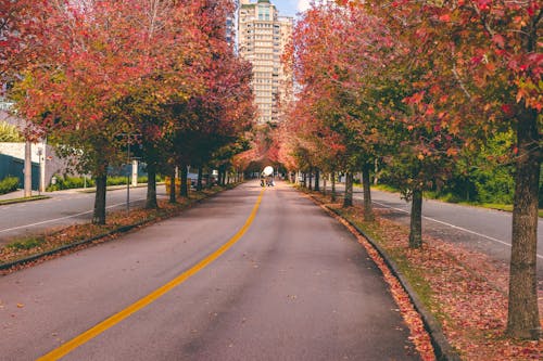 View of a Street in City between Autumnal Trees