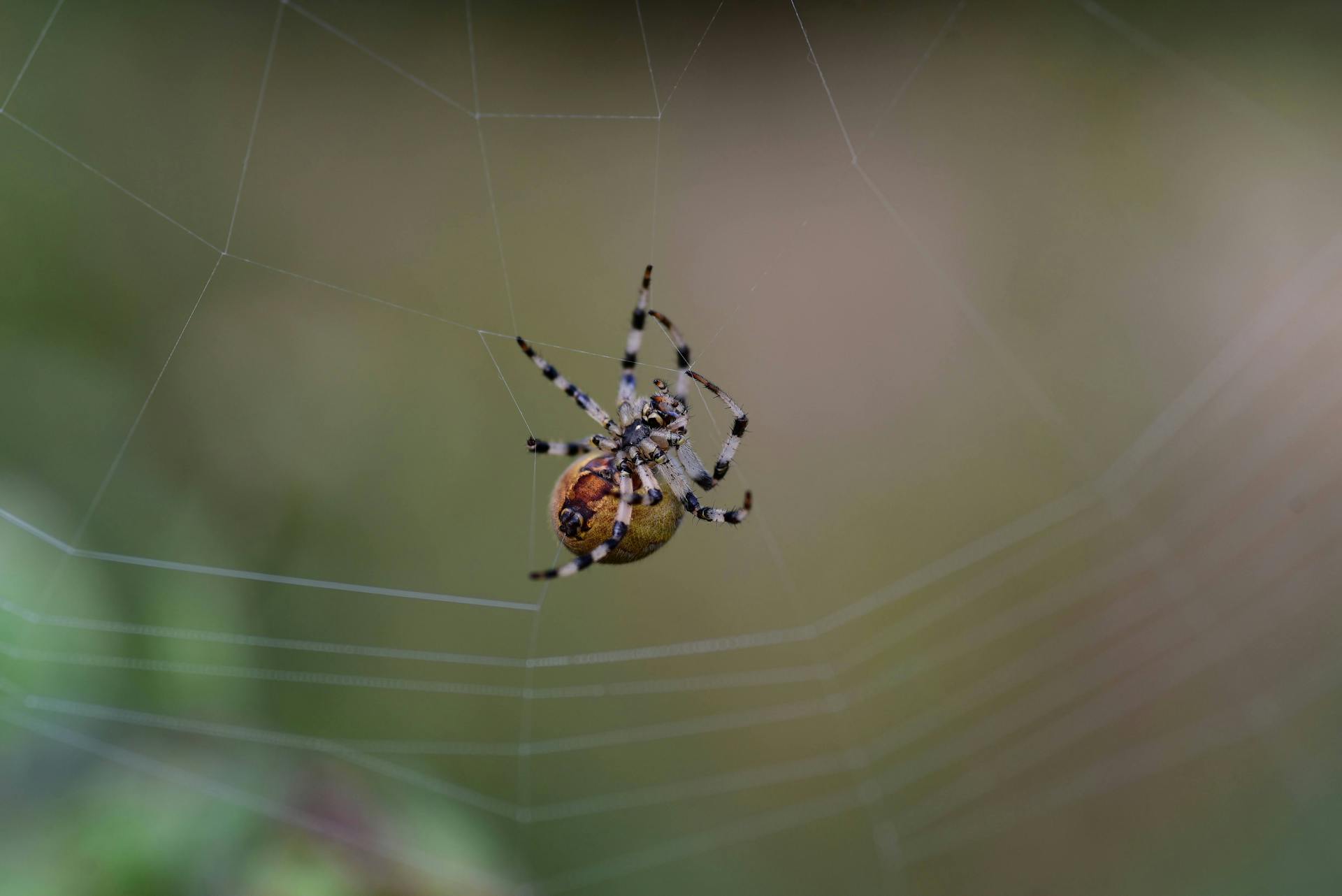 Spider Creating His Web