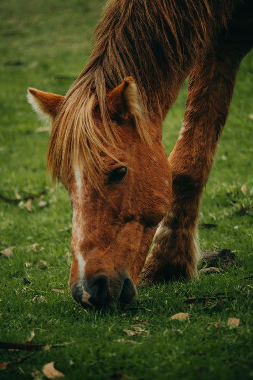 Free A beautiful brown horse peacefully grazing in a vibrant green meadow, showcasing rural nature. Stock Photo