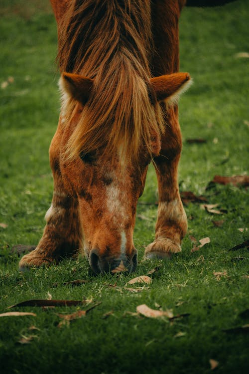 Gratis lagerfoto af brun hest, dyrefotografering, eng