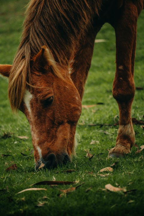 Horse while Grazing