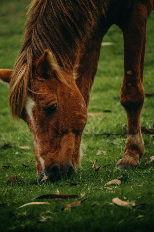 Free A serene scene of a brown horse grazing in a lush green pasture, capturing nature's tranquility. Stock Photo