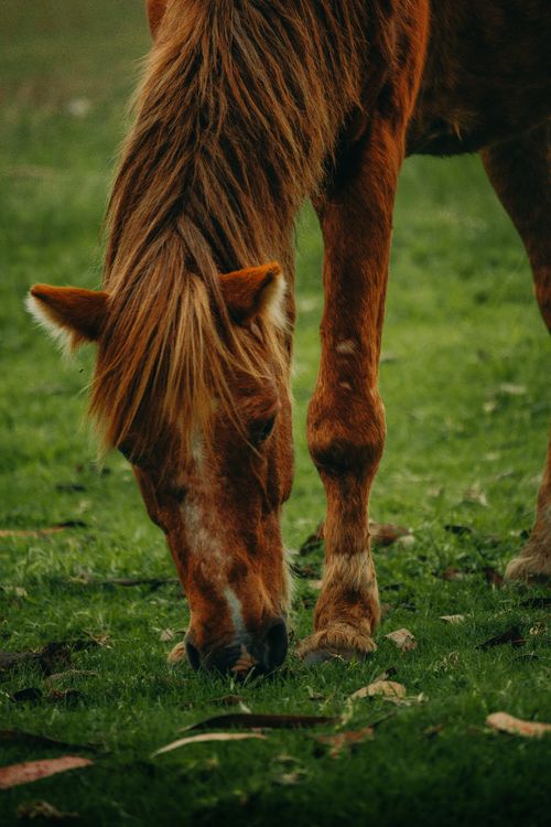Free A serene chestnut horse grazing in a lush green meadow, showcasing nature's tranquility. Stock Photo