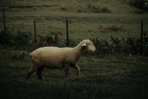 Sheep on Fenced Pasture