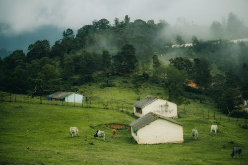 Farm with Animals on Hill 