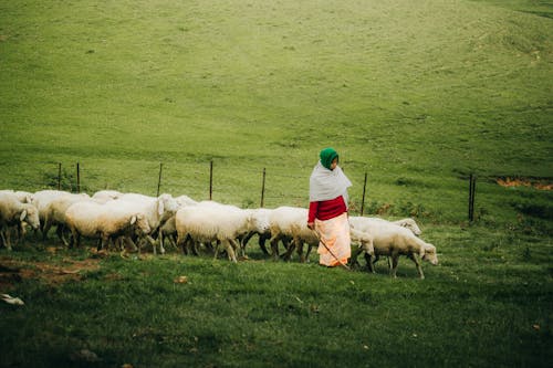 Woman Shepherding Flock of Sheep