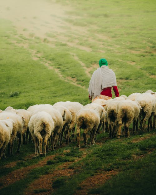Woman Shepherd Leads Flock of Sheep on Meadow