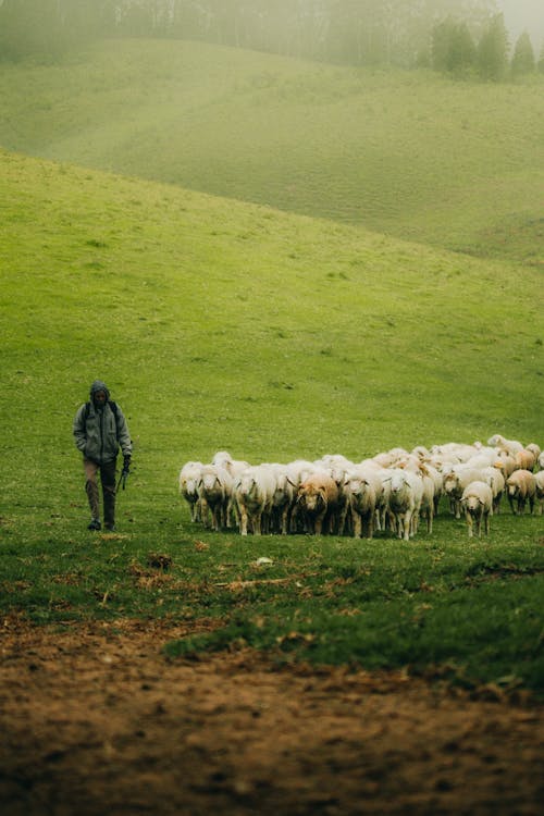 Man Leading Flock of Sheep on Meadow