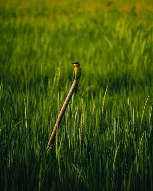 Hummingbird on Wood over Grass