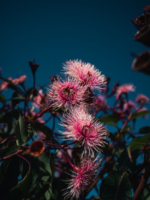 Free Stunning close-up of pink spiky flowers on a bush with a clear blue sky backdrop. Stock Photo