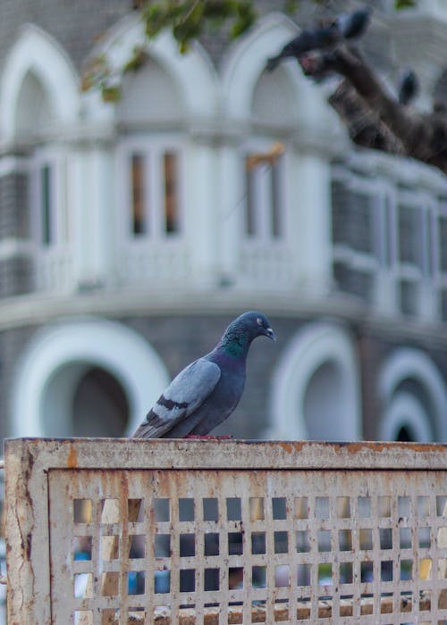 Pigeon on a Fence in Front of a Mansion 