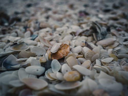 Seashells on a Beach 