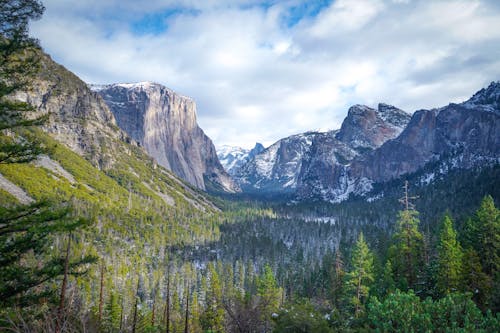 Coniferous Forest in a Mountain Valley 