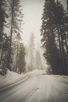 Snow-covered road through foggy forest with towering conifer trees in California.