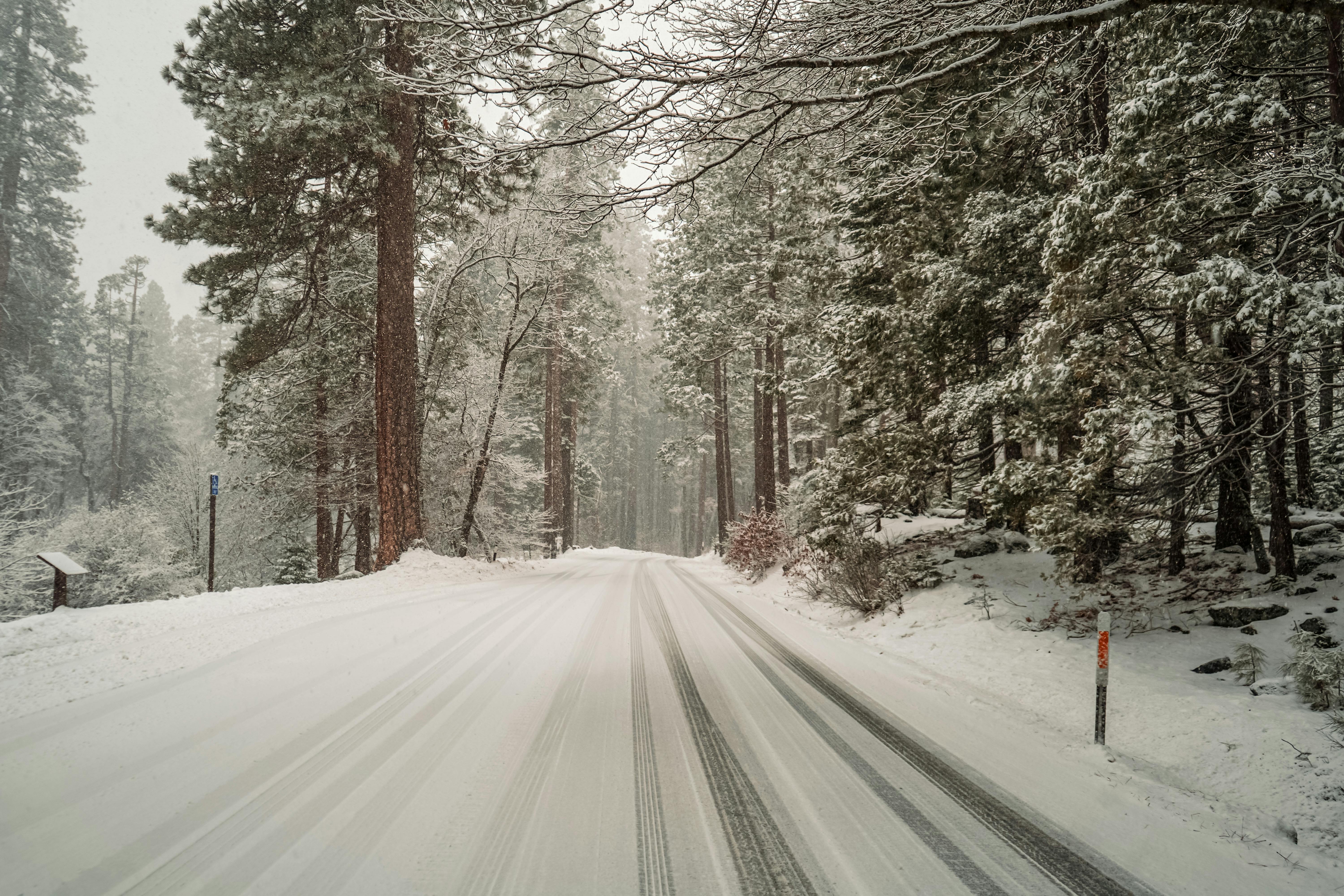 A serene snow-covered road through a coniferous forest in California during winter.