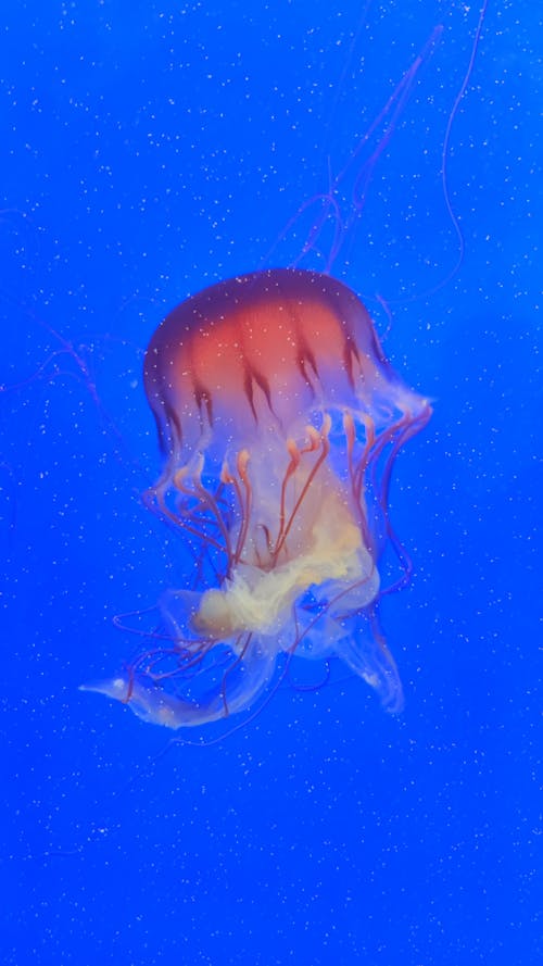 Close up of a Jellyfish
