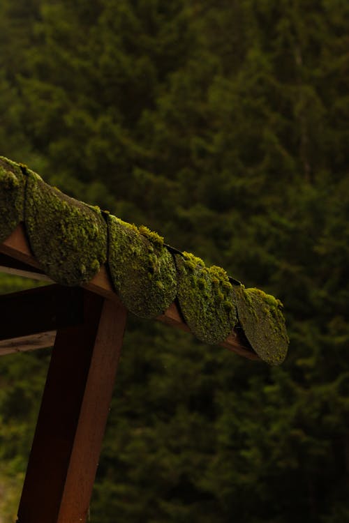 Wooden Fence Covered with Moss 