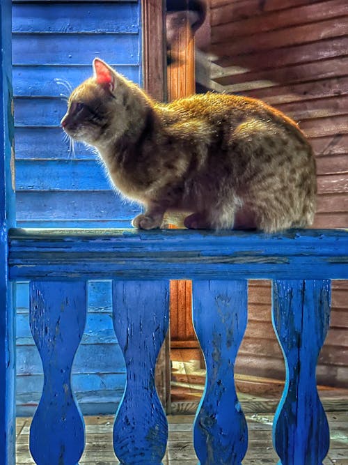cat on the balcony 