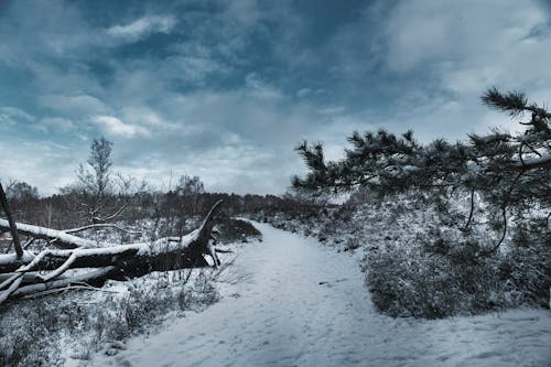 A Path in Winter 