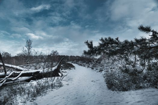 Serene snowy landscape with a path through winter woods under a cloudy blue sky.
