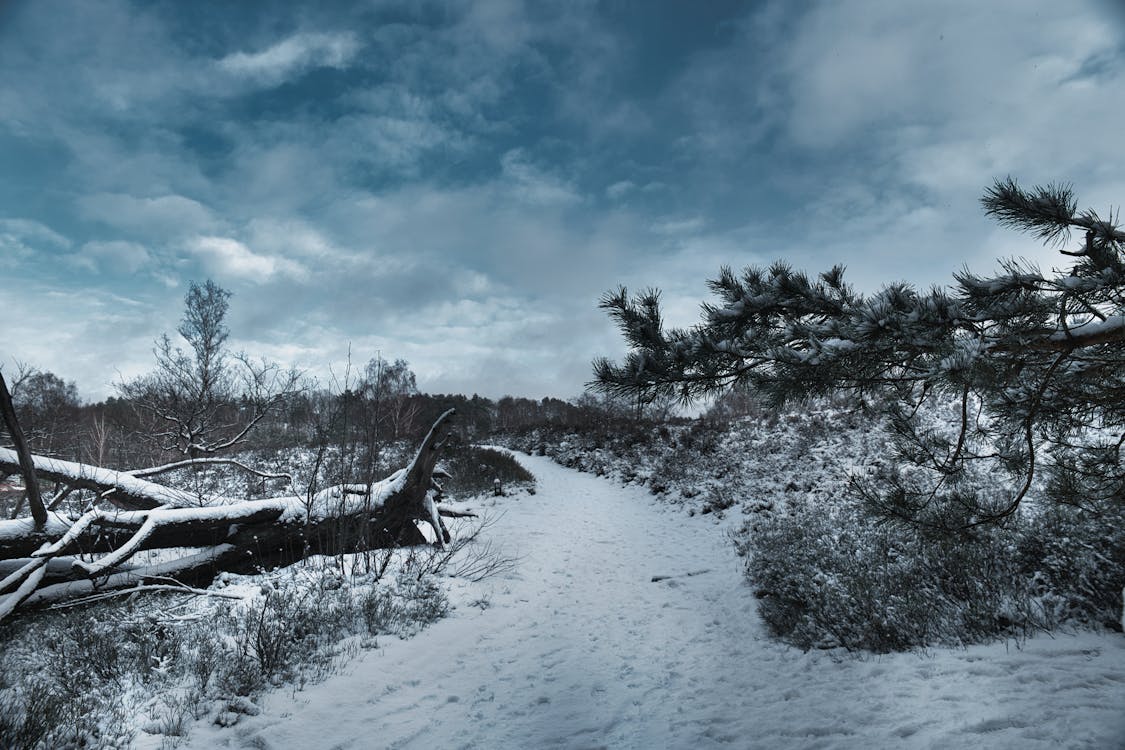 A Path in Winter 