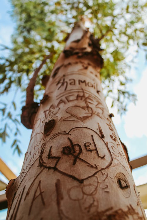 Darmowe zdjęcie z galerii z drzewo, dubaj, fotografia