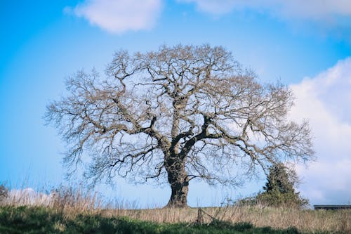 ağaç, ahşap, boş içeren Ücretsiz stok fotoğraf